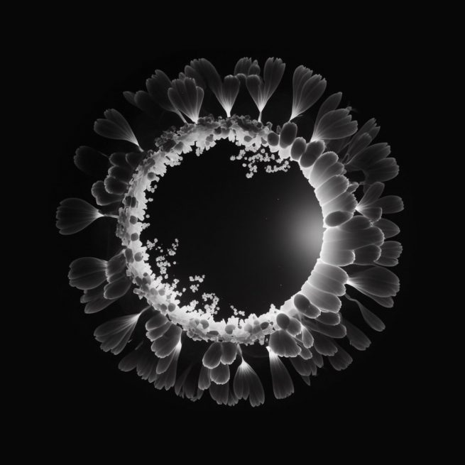 Photogram Ring Study